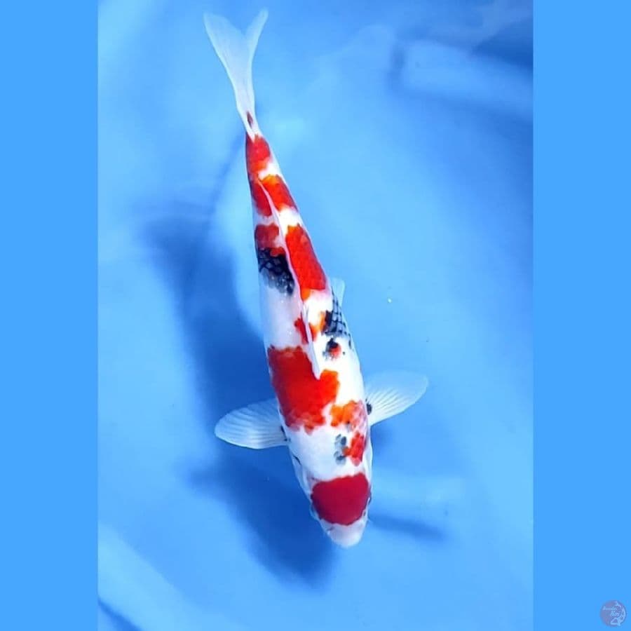 ( 33CM ) MARUTENSHOWA MANTAP - FEMALE