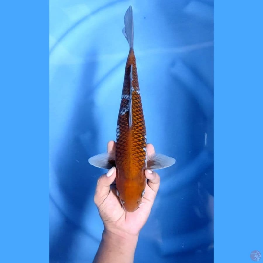( 35CM ) OCHIBA SHIGERU - MALE