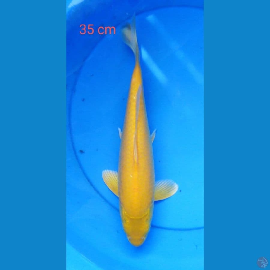 karashi mata mrh 35 cm