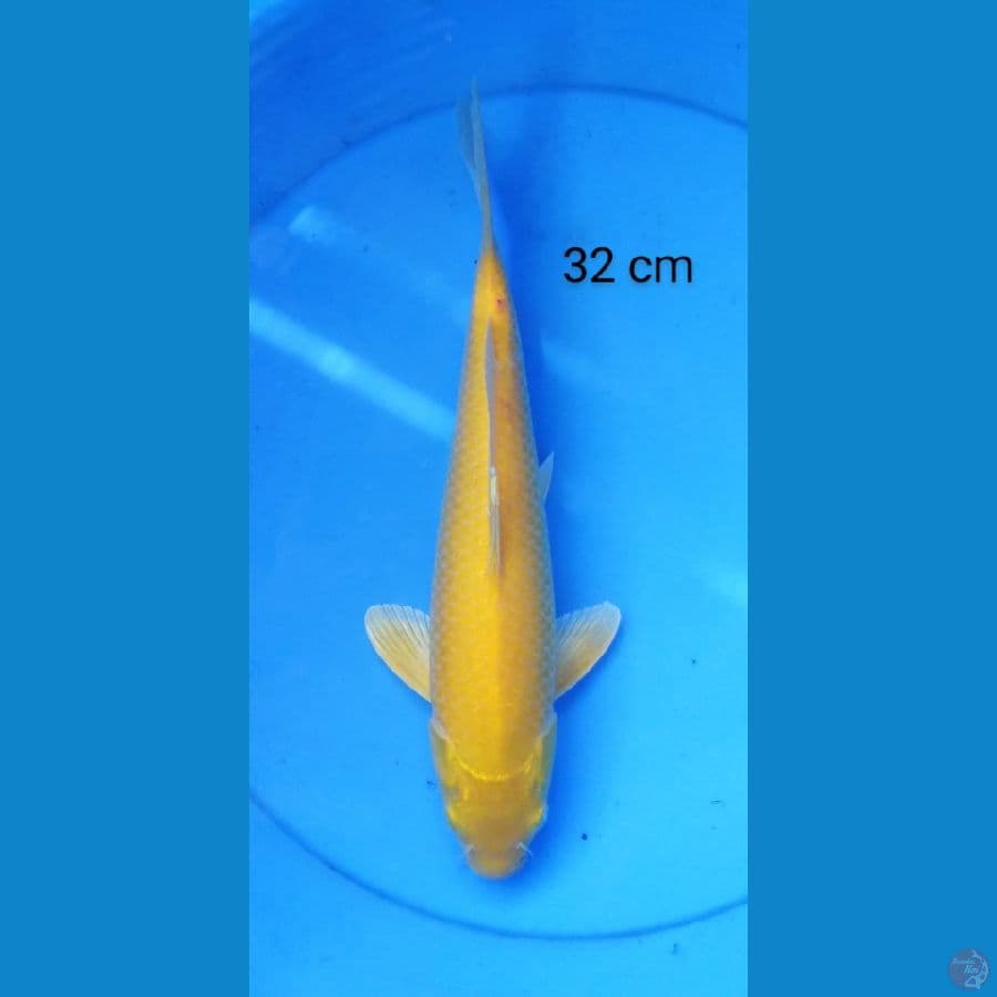 karashi 32 cm