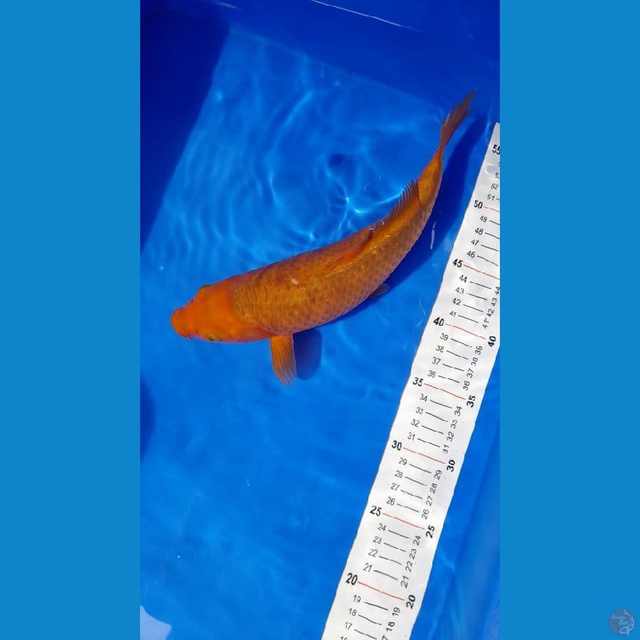 Caramel 30cm