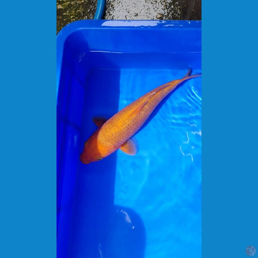 Caramel 30cm