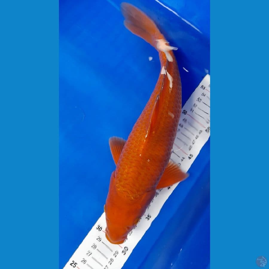 Caramel 35cm