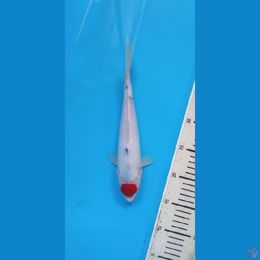 TC CUTING KERING 25CM
