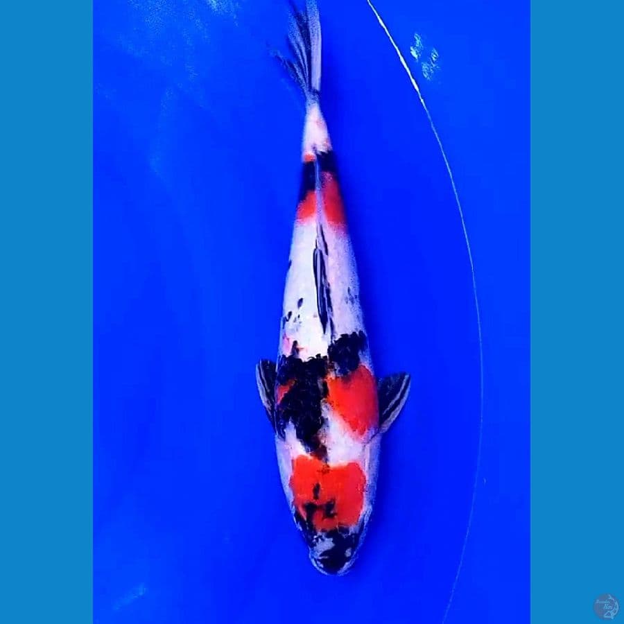 33 cm showa M