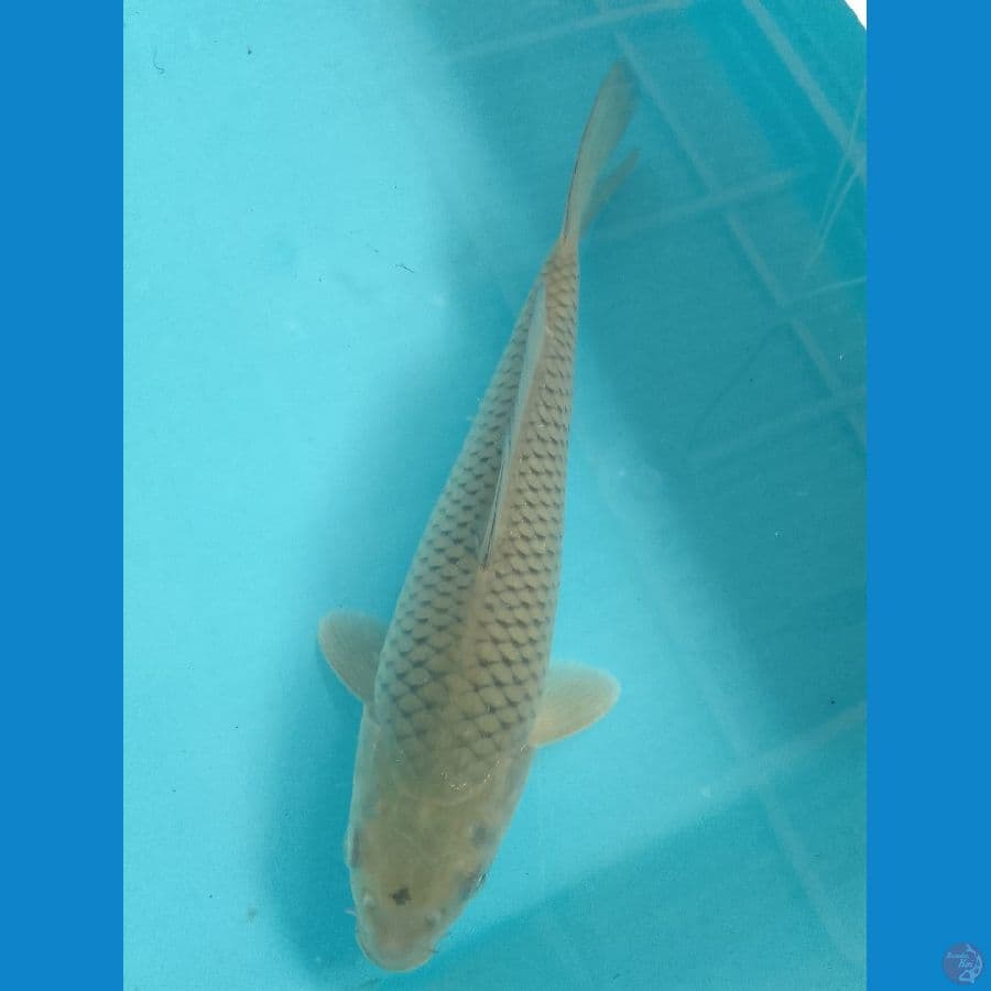 tancho sora 22cm
