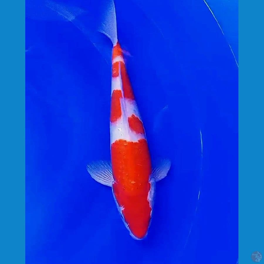 31 cm red kohaku