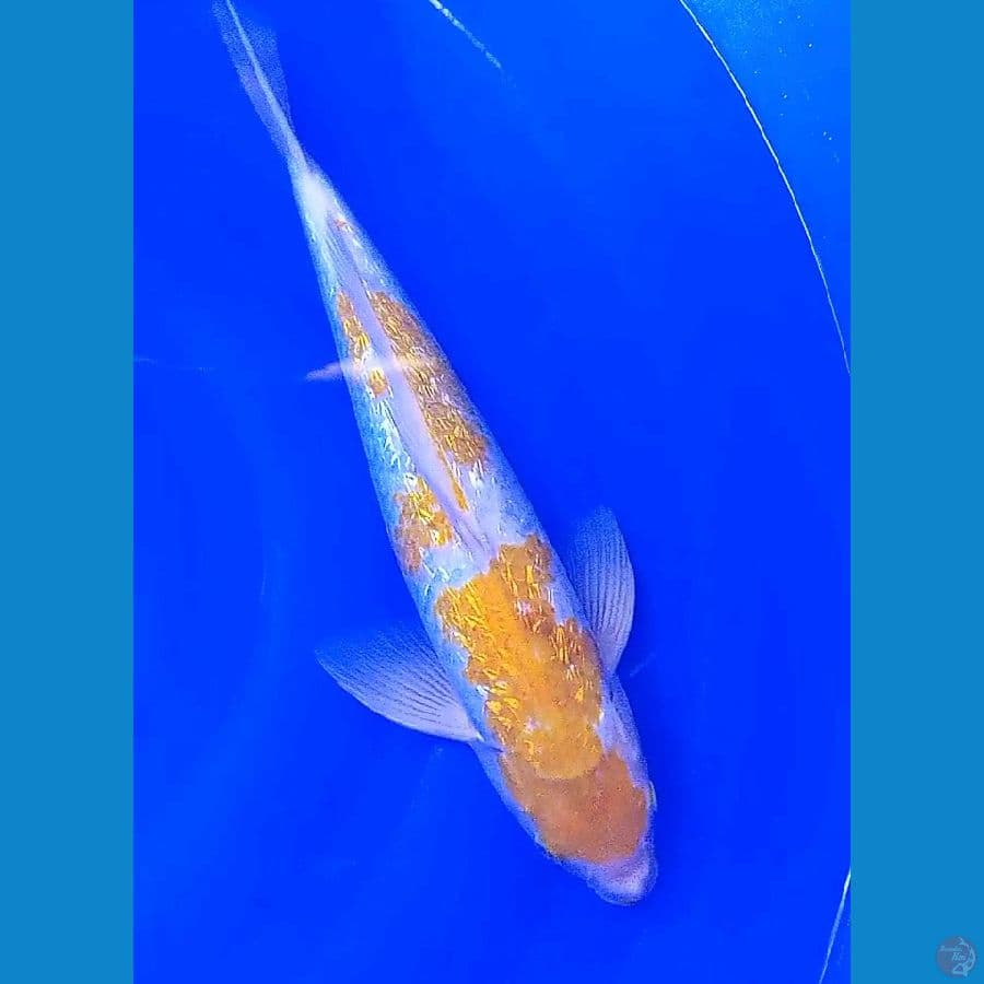 39 cm koyo ginrin ml