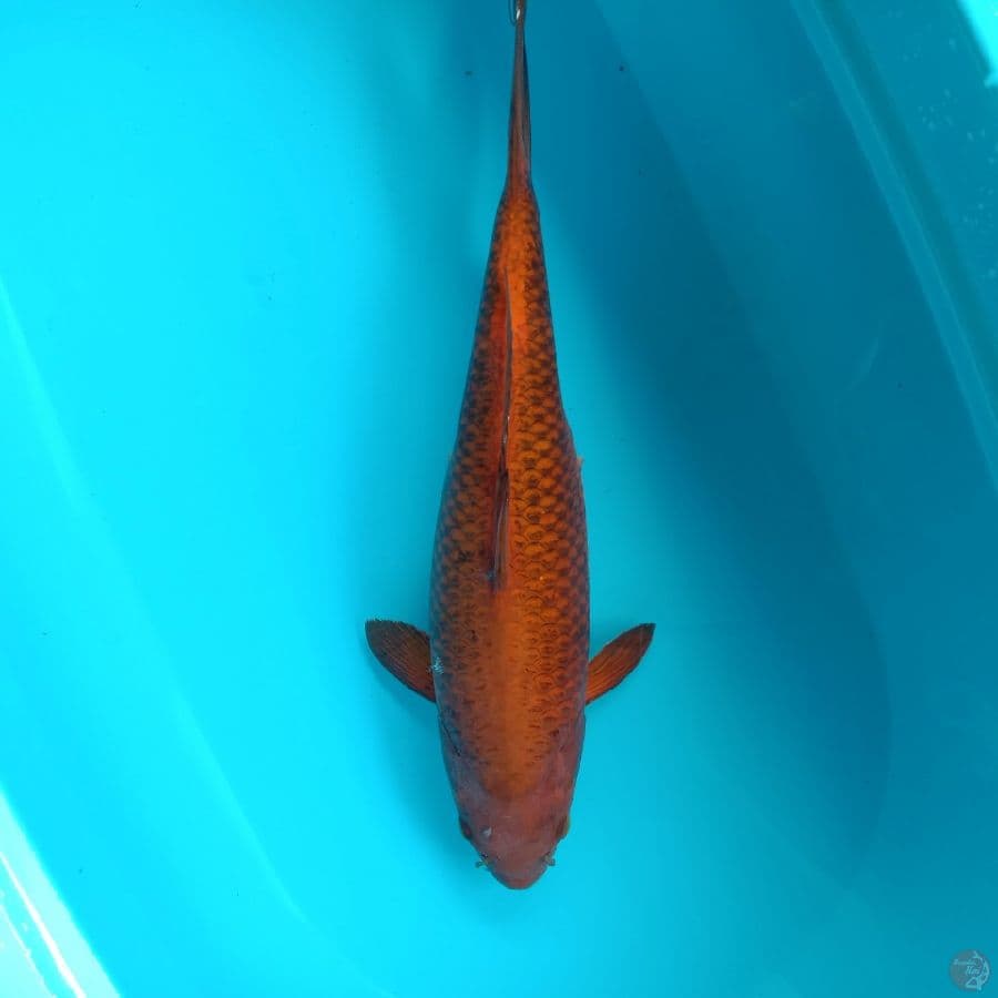 chagoi 43 cm