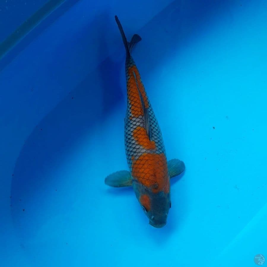 ochiba 32 cm