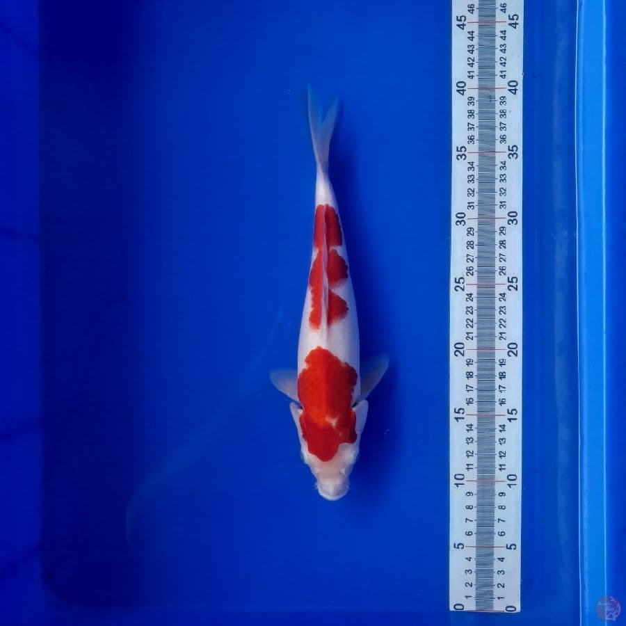kohaku