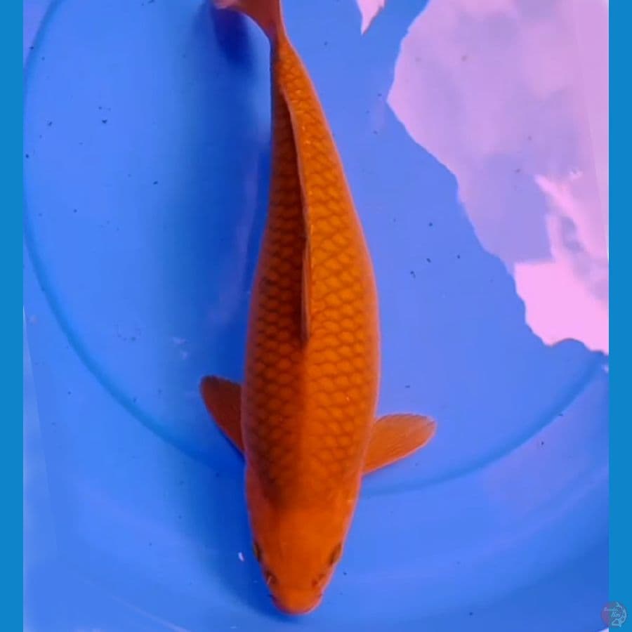 40cm CHAGOI TEMBAGA JINAK