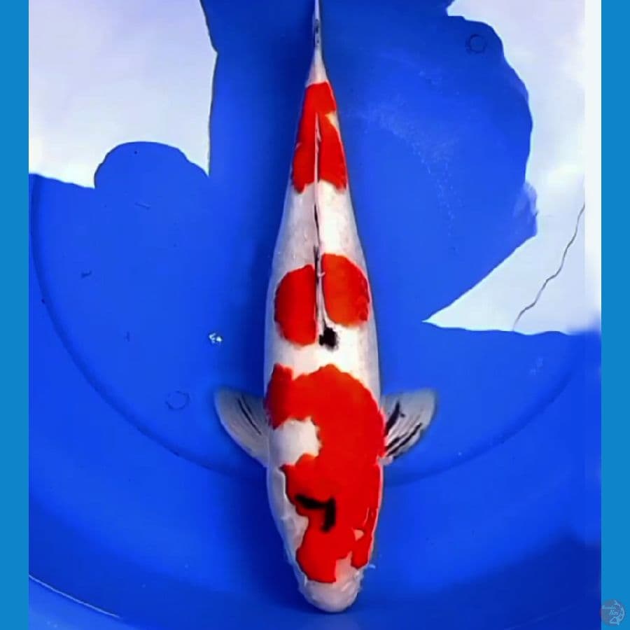 45cm F1 JUMBO SANKE