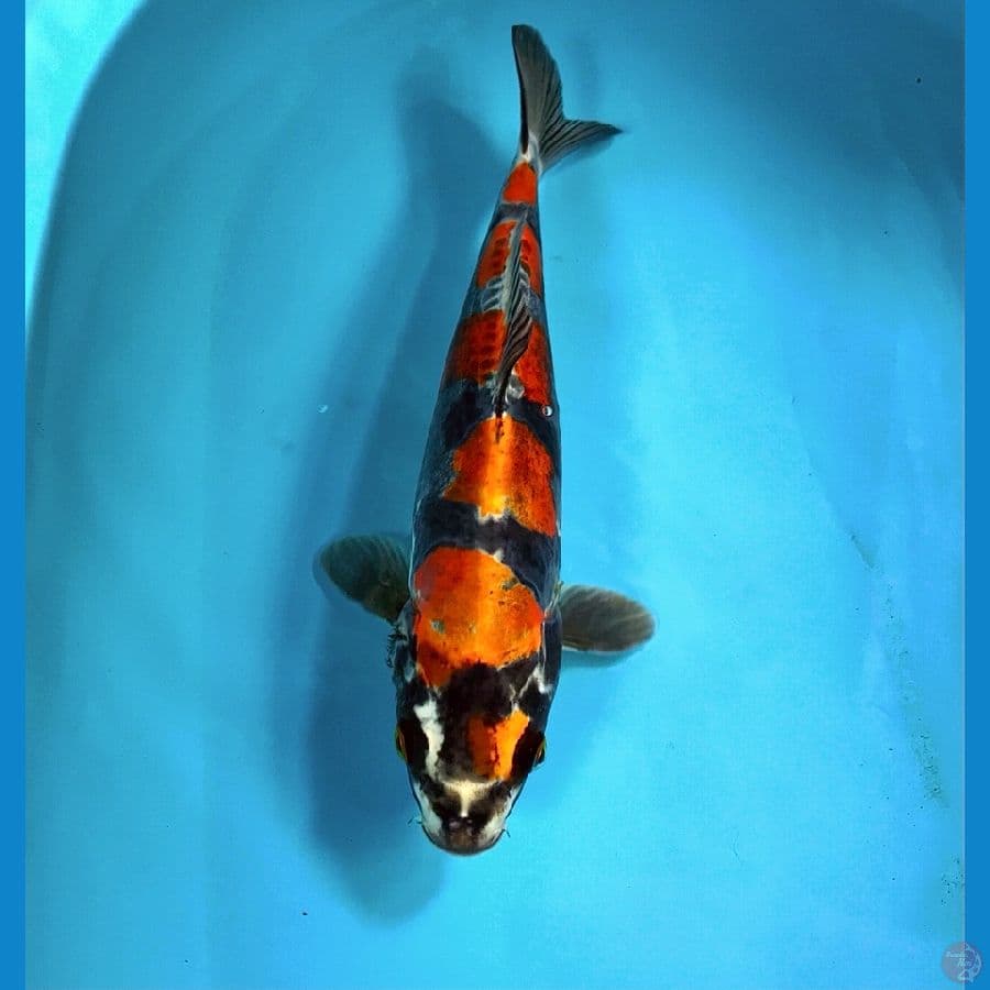 kikokuryu 30cm