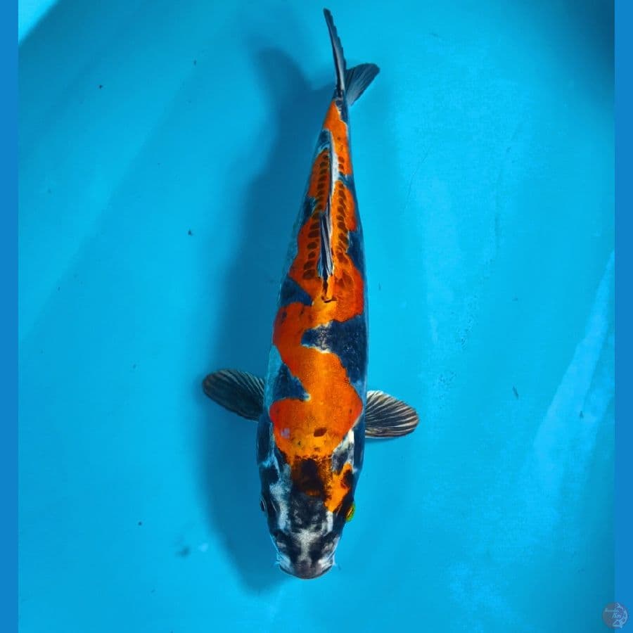 kikokuryu 32cm