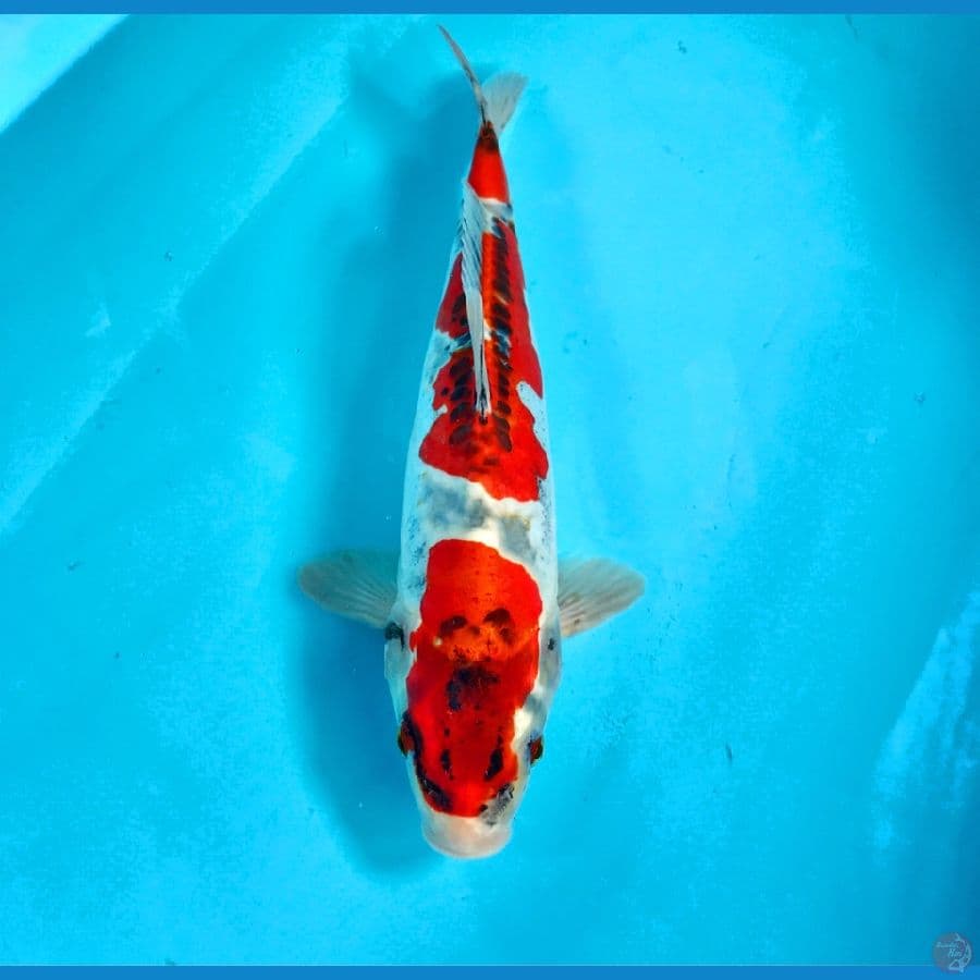 beni kiko 32cm