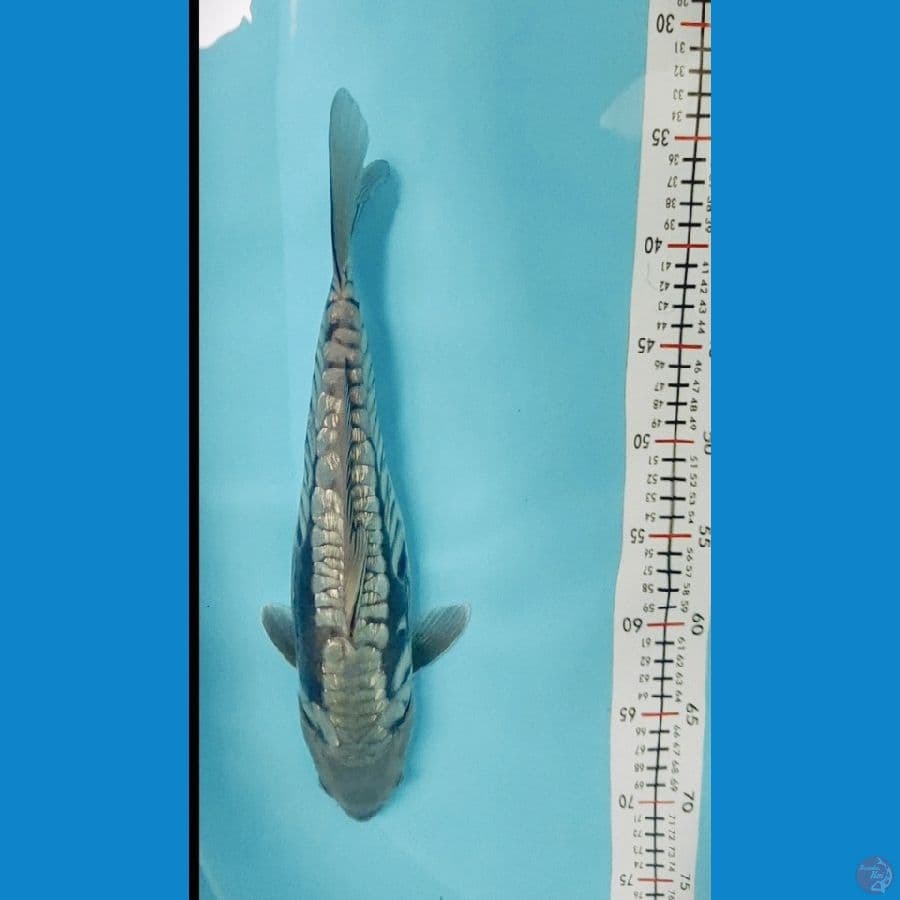 Aragoke doitsu 35 cm