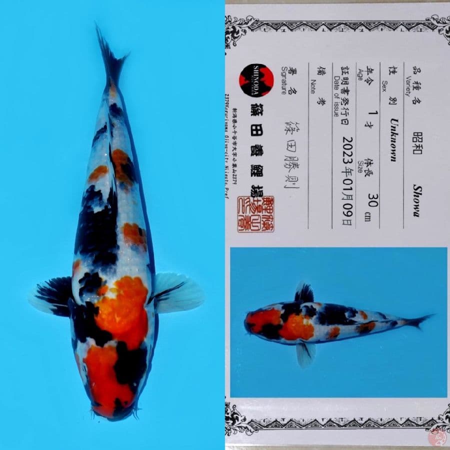 SHINODA SHOWA HQ 38CM
