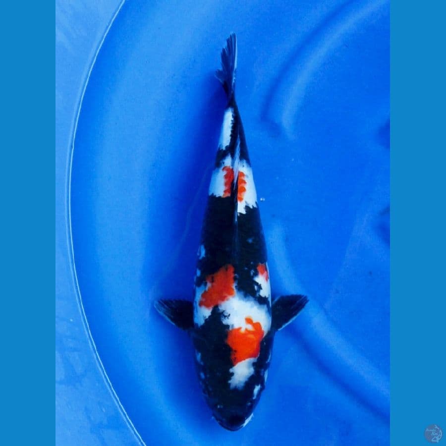 44cm , Red Showa ,