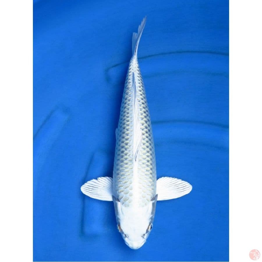 Mukashi Ogon Bersih, 44cm