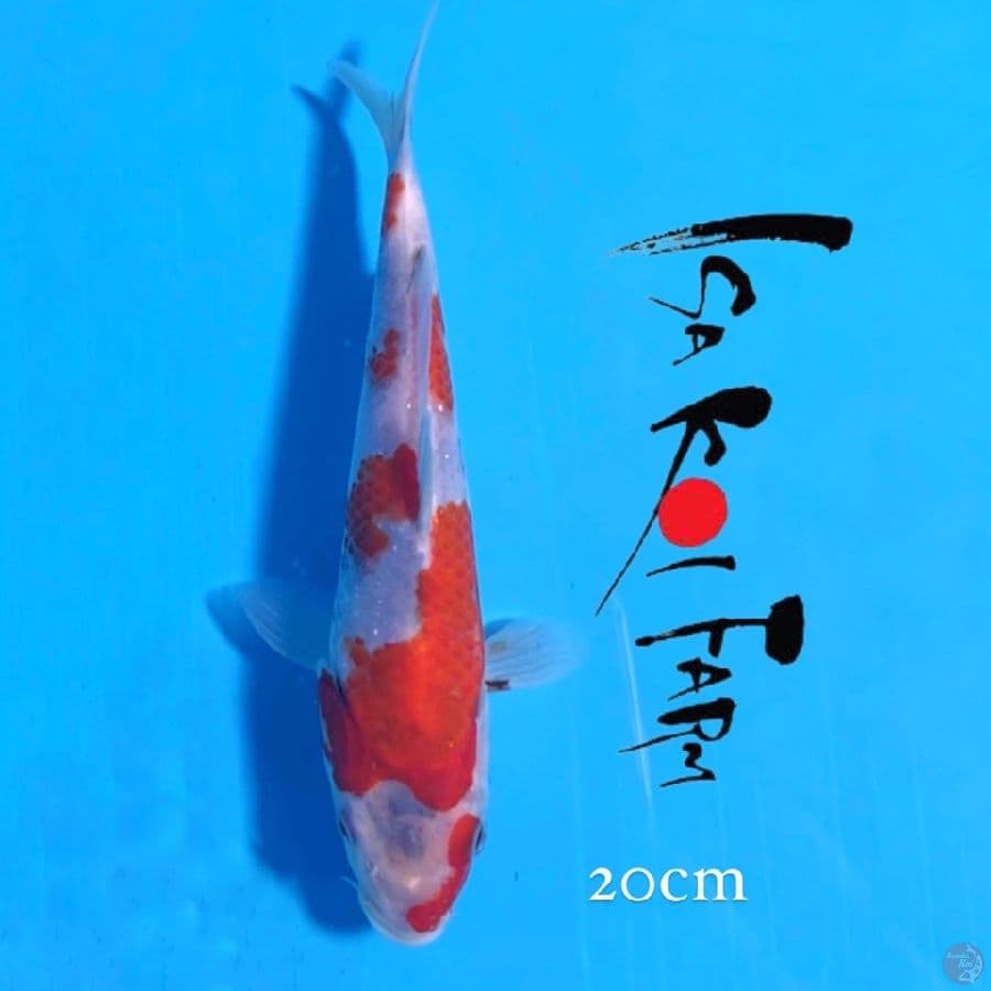 isa showa 20cm
