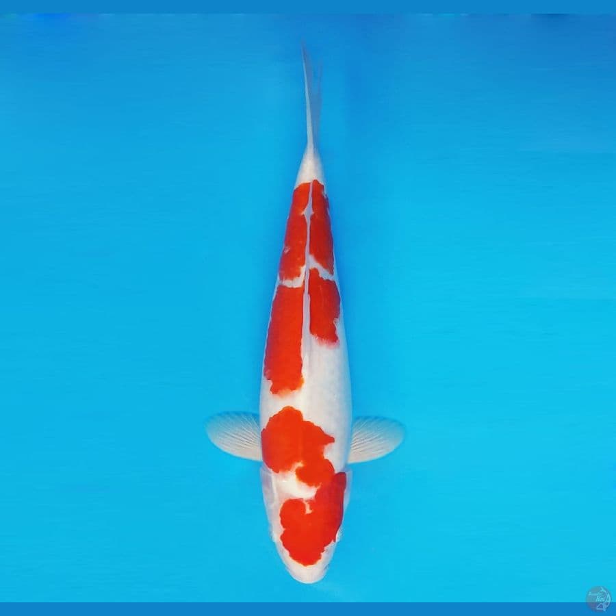 FUJIYAMA 5 - Kohaku 39 cm/male ®