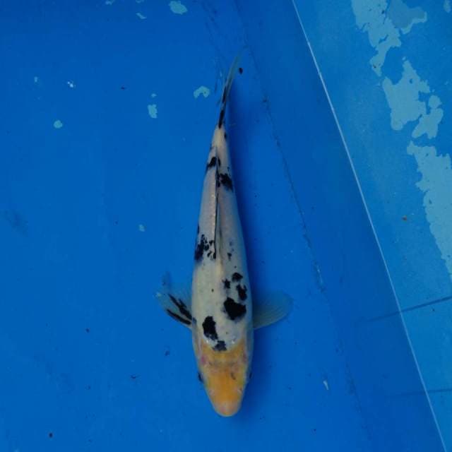 Bekko F1