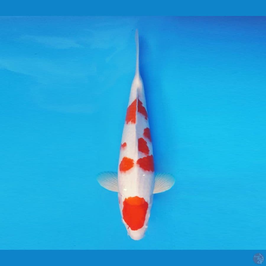 FUJIYAMA 9 - Kohaku 38 cm/fm ®