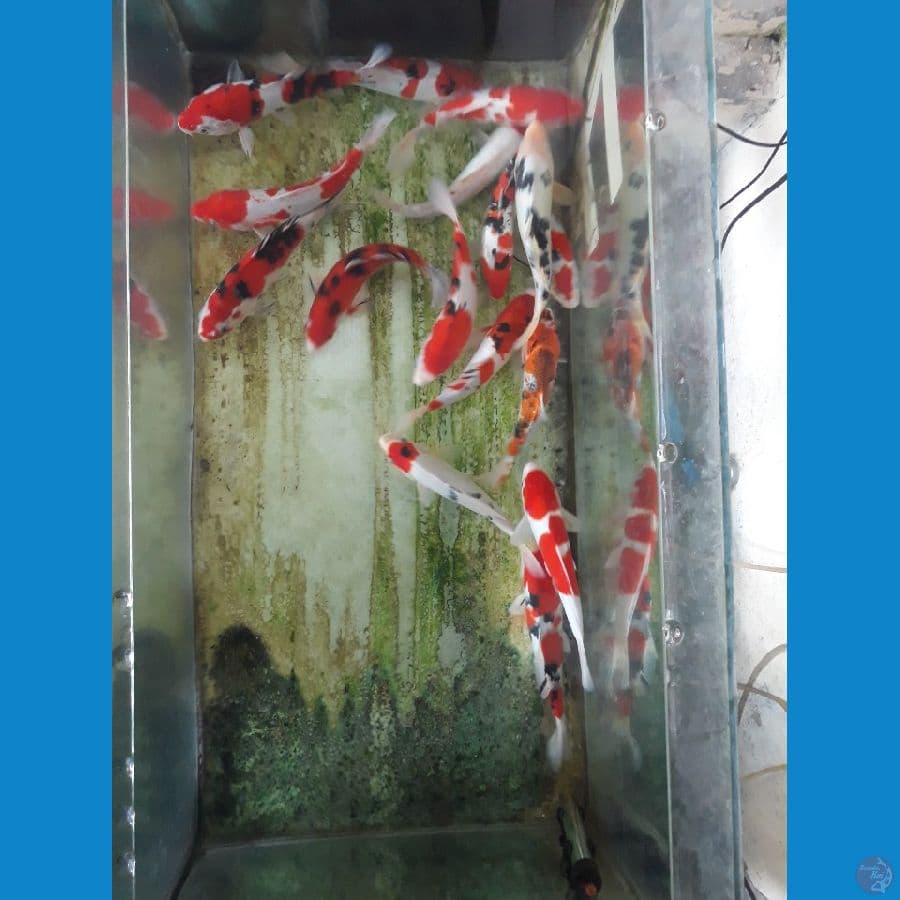 paket 16 ekor