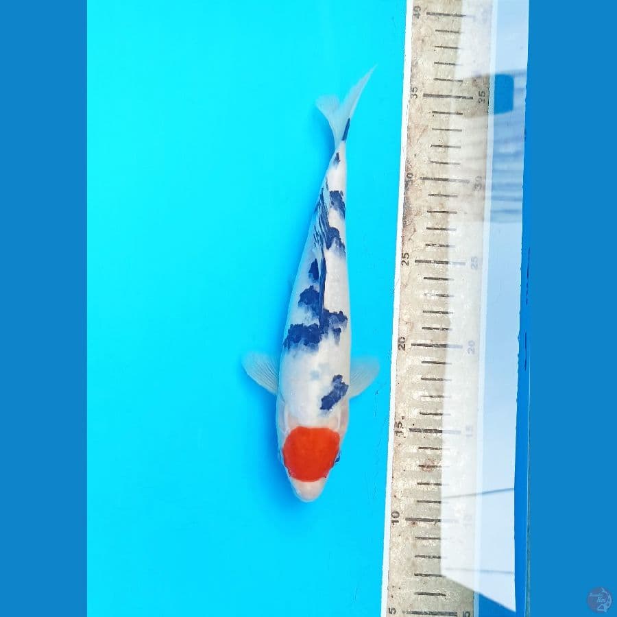Tancho sanke 23cm/male