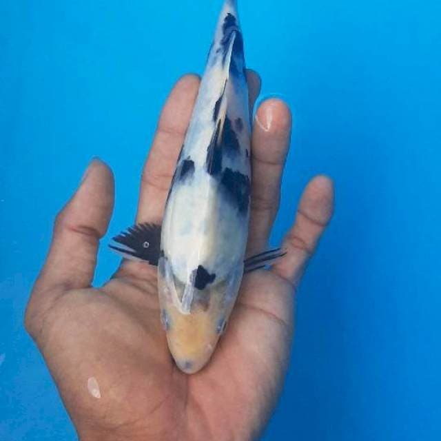 Shiro putih bersih 20cm