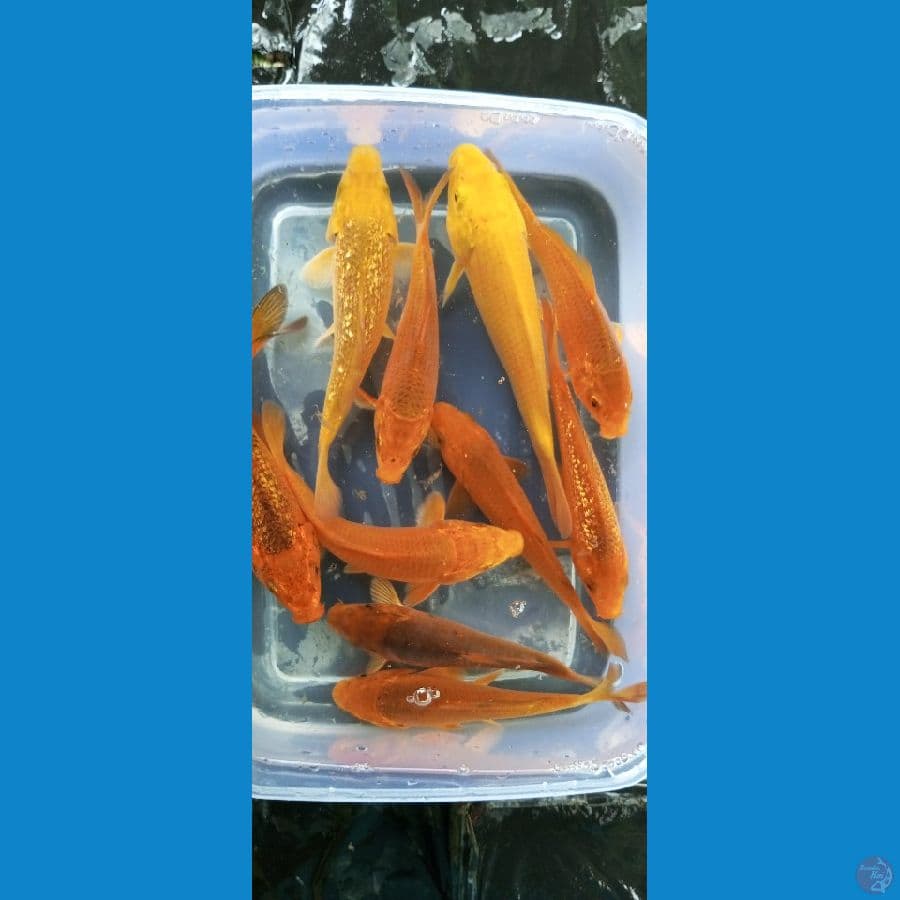 paket karamel 14-18cm 10 ekor