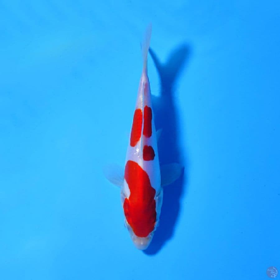 F17CM READY SHOW PURE DOITSU KOHAKU