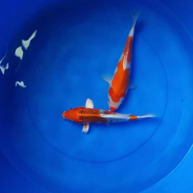 Mix duo 26-30cm