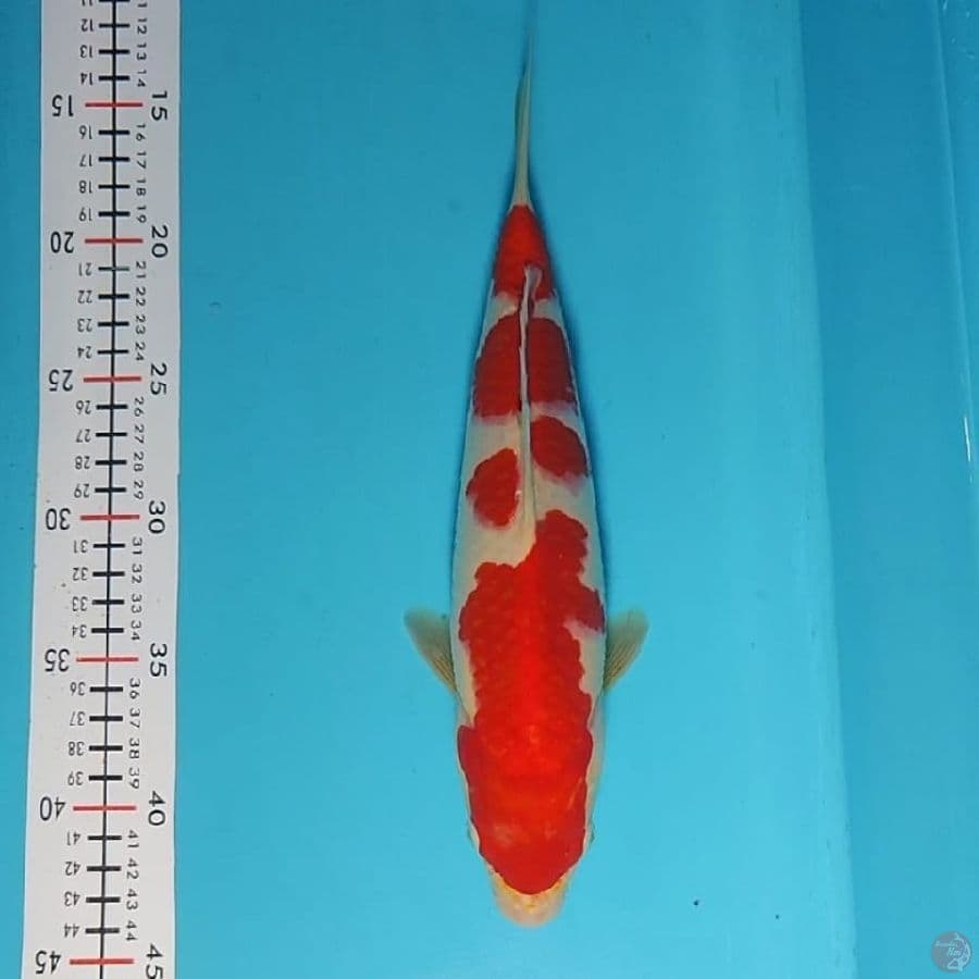 kohaku yondan