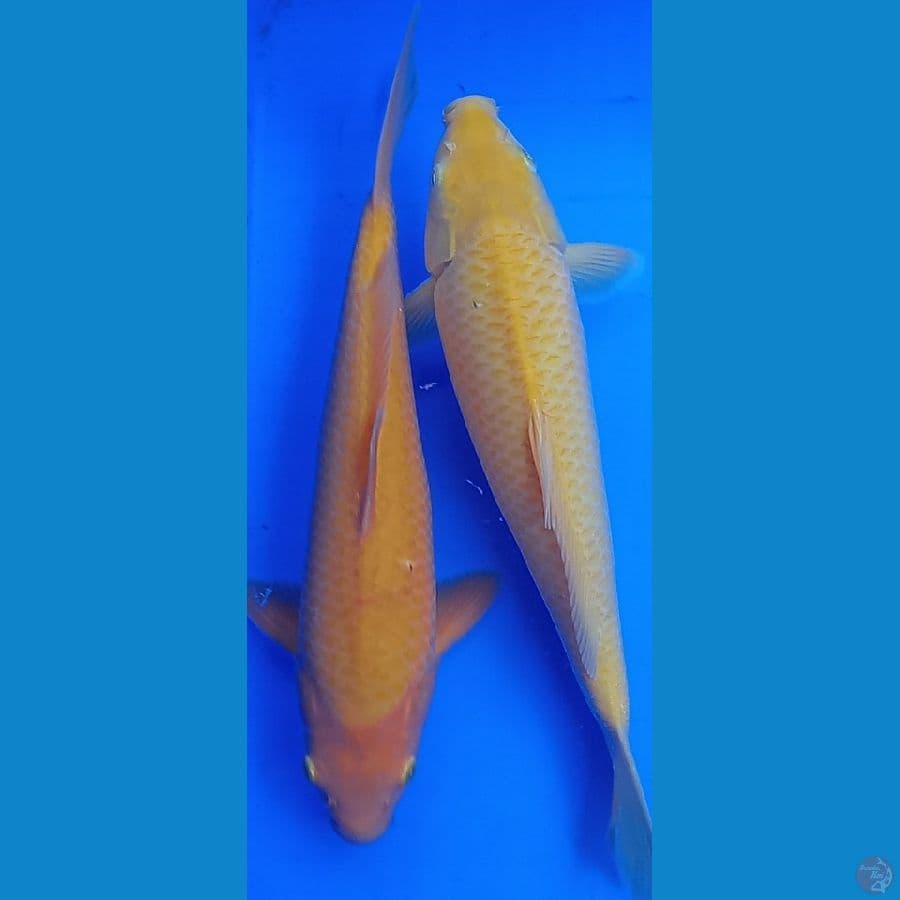 Red karasi vz karasi jagung
