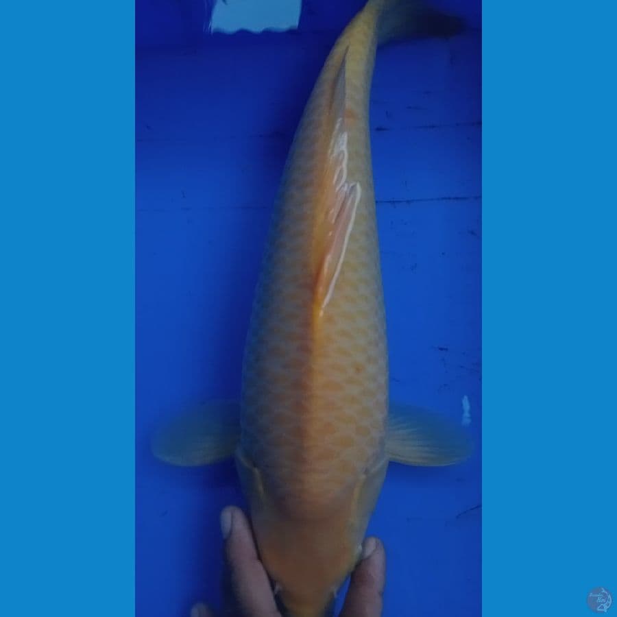Karasi jagung
