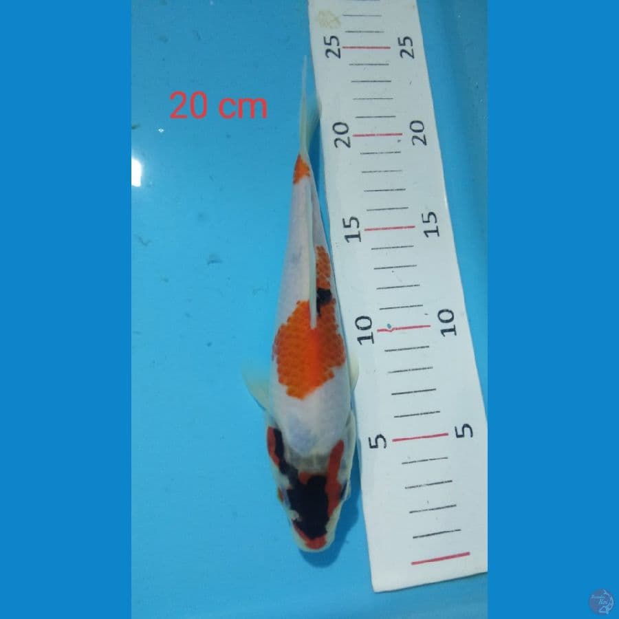 showa tategoi 20 cm
