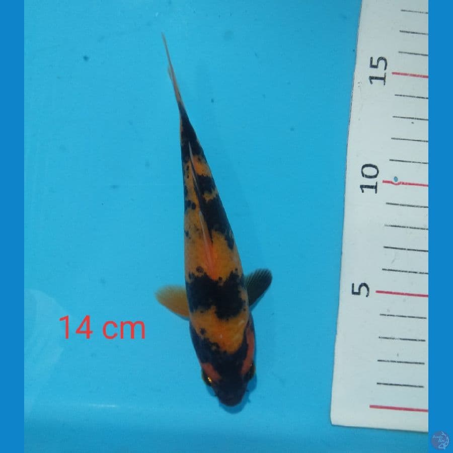 mini utsuri 14 cm