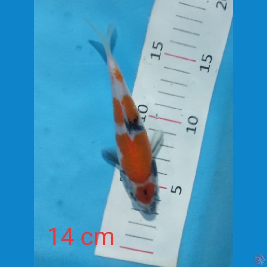 mini maruten showa 14 cm
