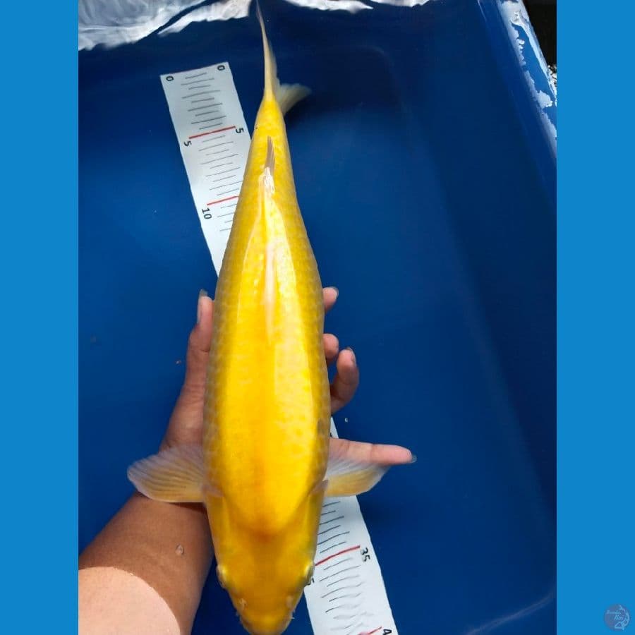karasi 37cm
