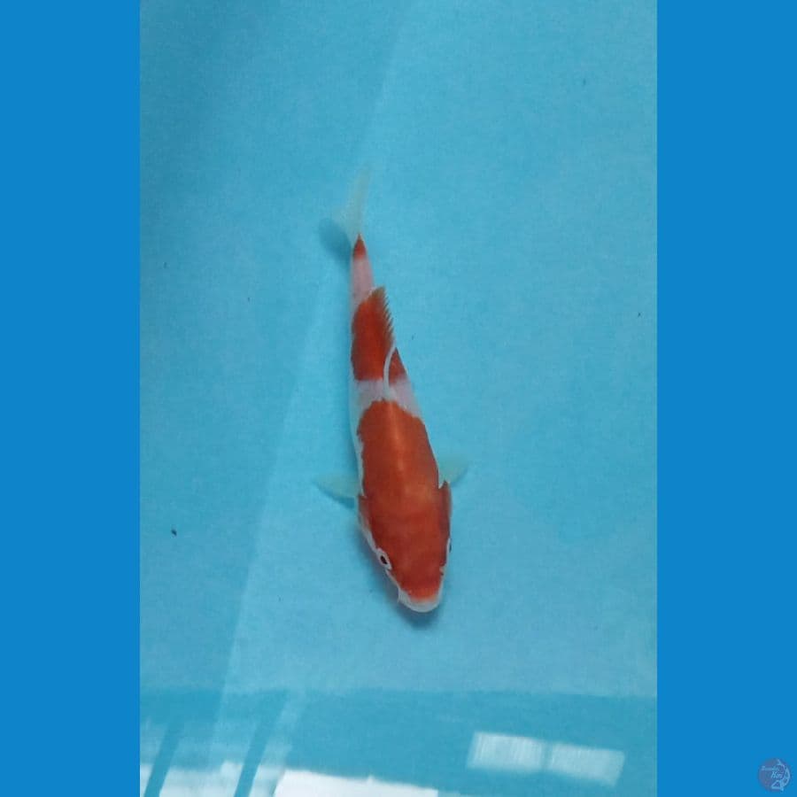 Kohaku 3step 16cm™