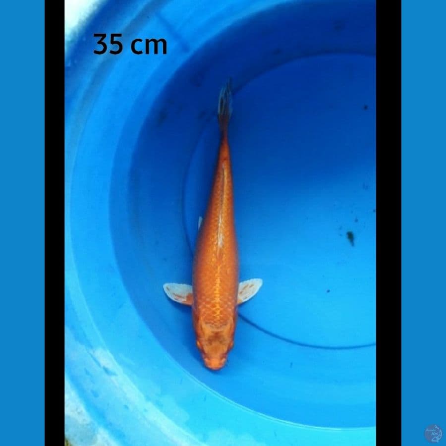 Orange 35 cm