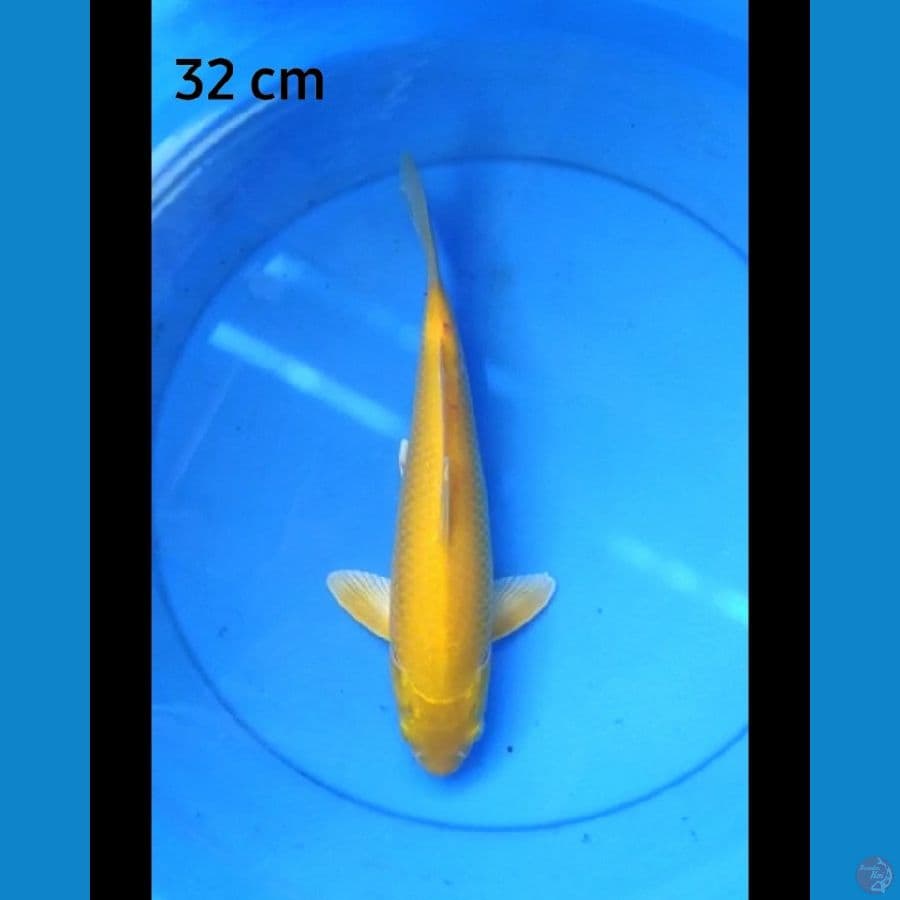 Karashi punuk 32 cm