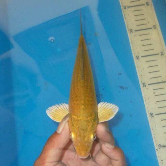 JINAK CHAGOI