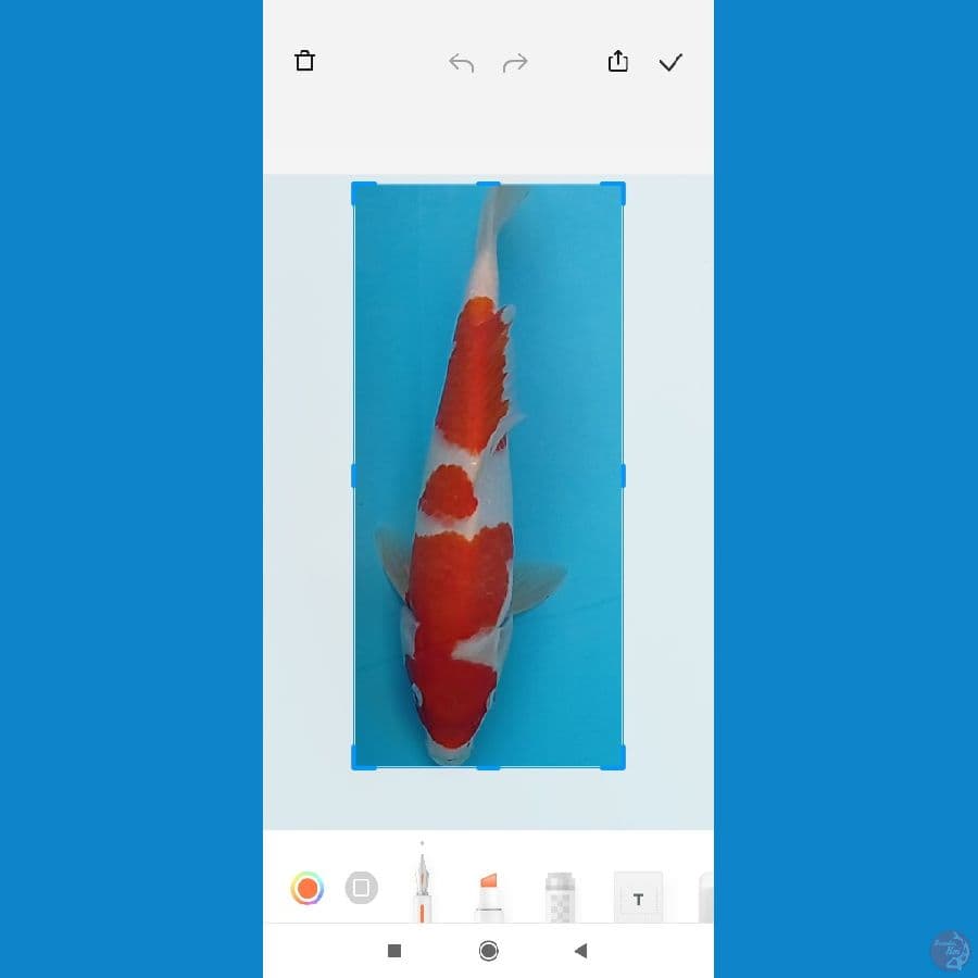 kohaku 27cm jantan