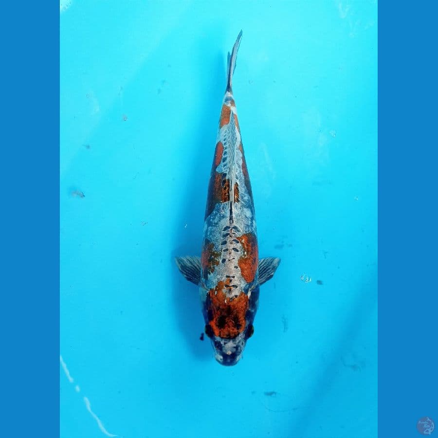 Kiko 32cm/male