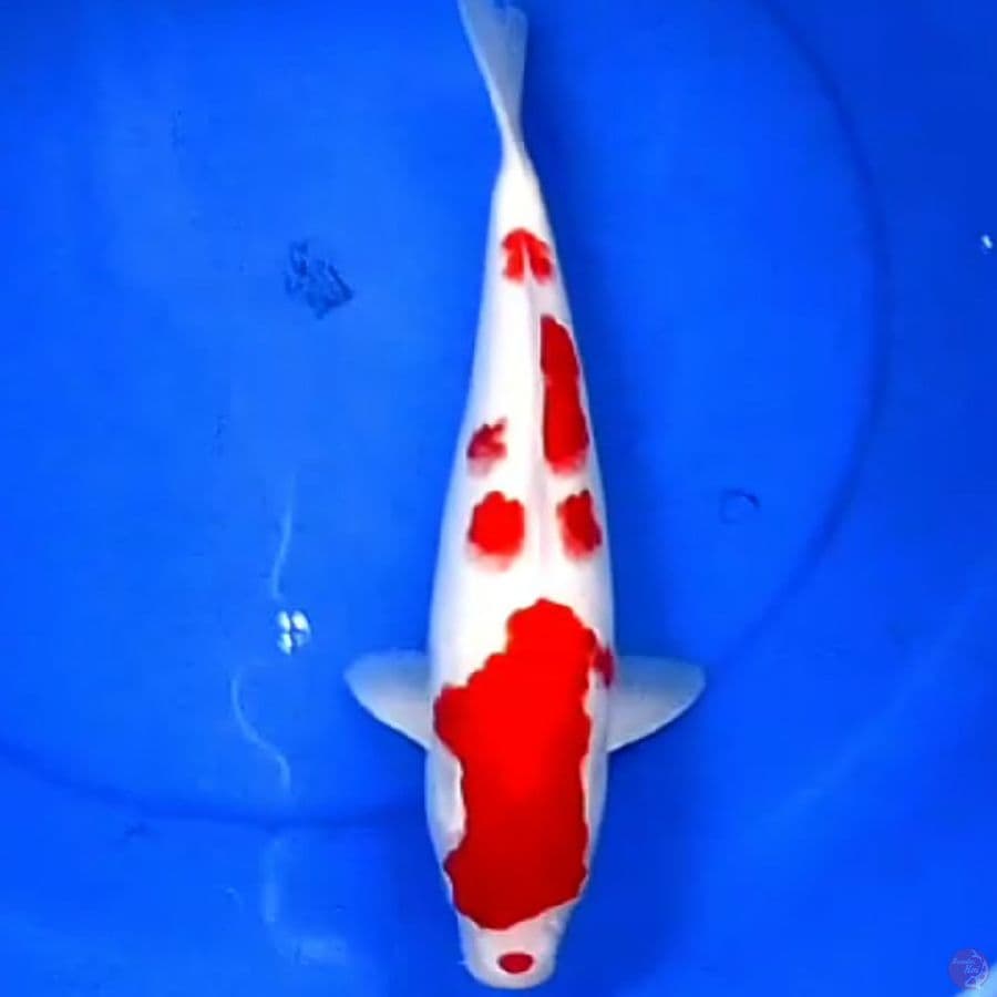 37cm KOHAKU BERSIH