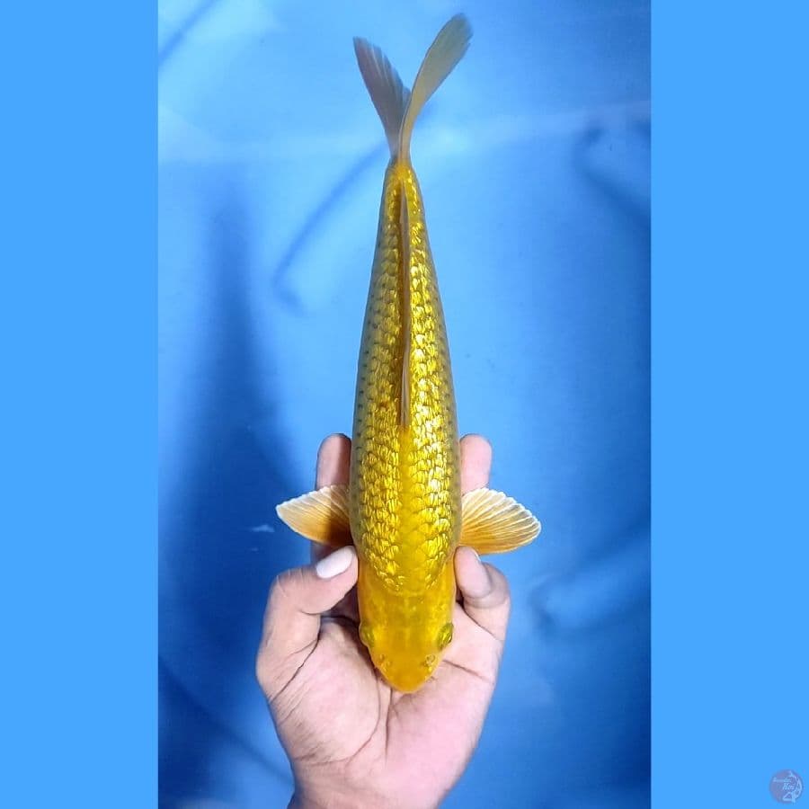 29CM # MIDORI GINRIN - M