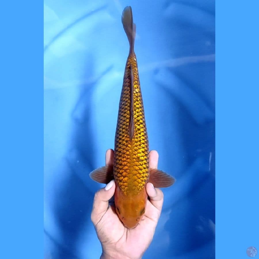 34CM # CHAGOI GINRIN - M